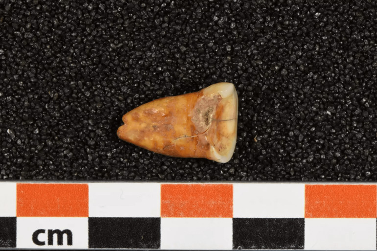 Зуб, знайдений у печері Тафоральт у Марокко
