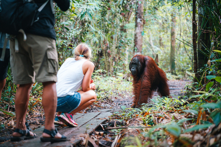 Орангутан у лісі біля жінки.
