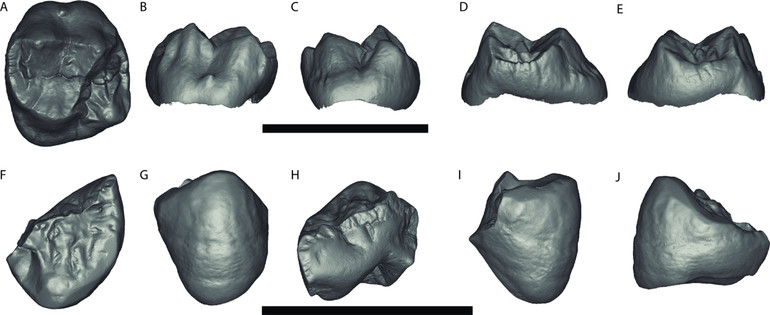 Моделі зубів мавпи