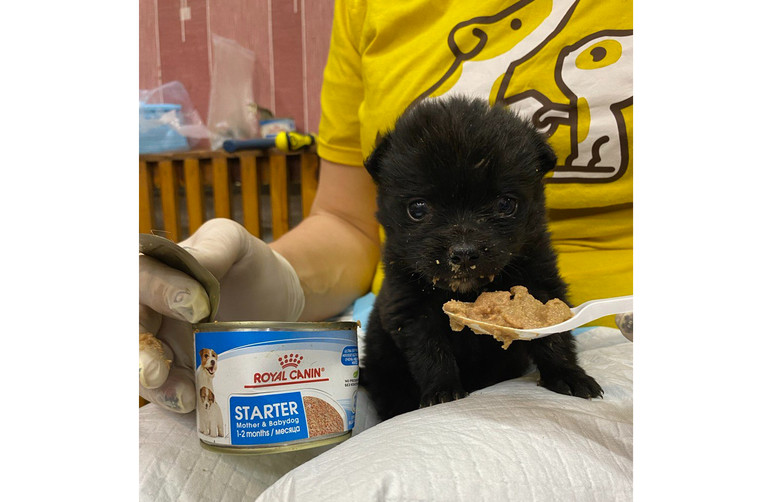 Врятоване цуценя Фантік