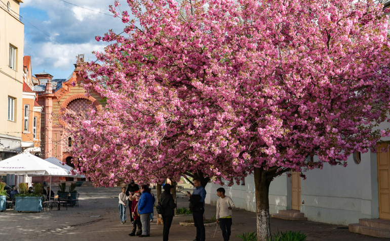 Cherry blossoms are blooming on the street of Uzhhorod