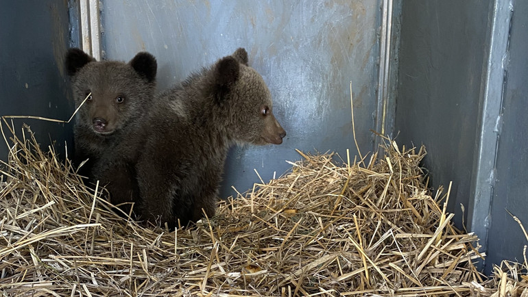 Ведмежата після порятунку