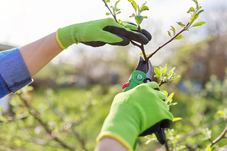 Пагони, що виростають після передчасної обрізки, не витримують морозів, і дерево починає хворіти