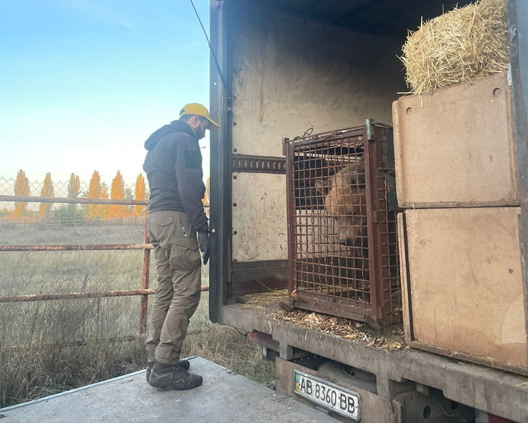 Ведмежий притулок Домажир