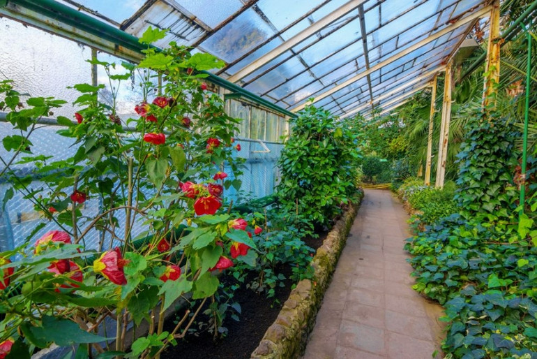 Оранжерея щодня відчинена для відвідування
