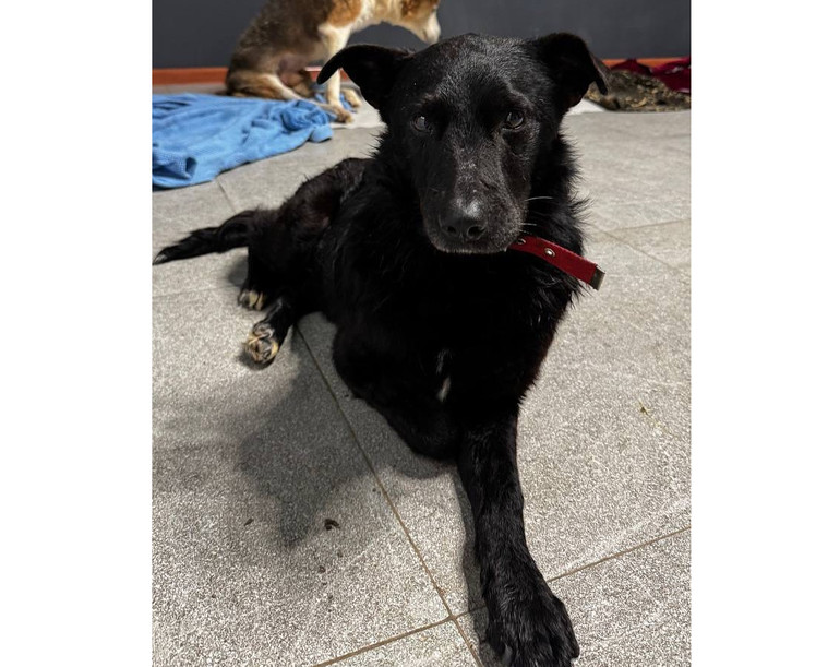 Собачка Арчі