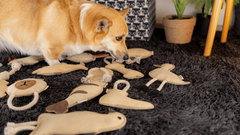 Pethouse: варіанти іграшок для собак