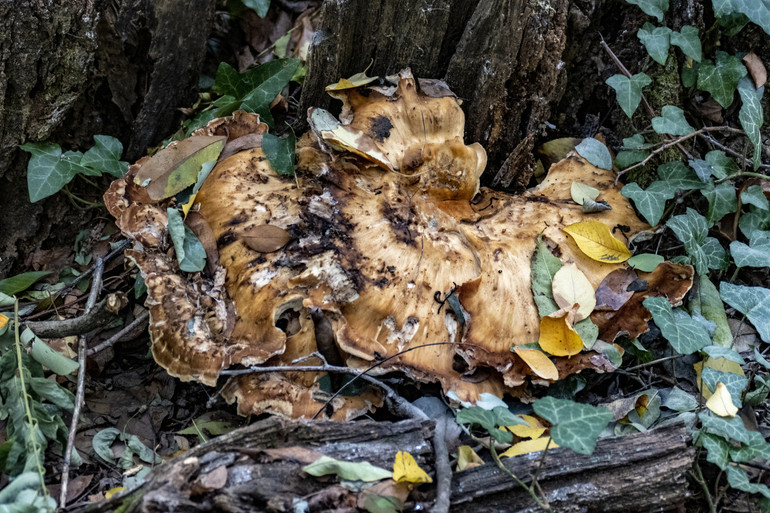 Альбатрелус у косметиці