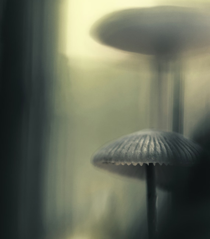 Гриби в лісі