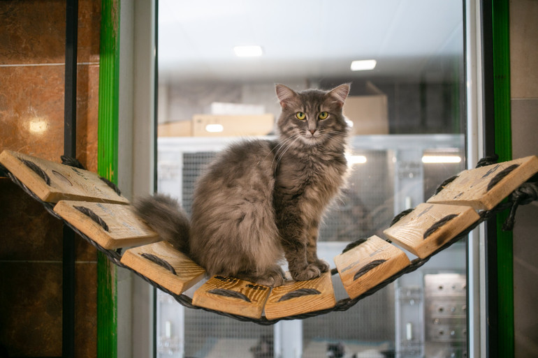 Тварини центру Безпритульний світ