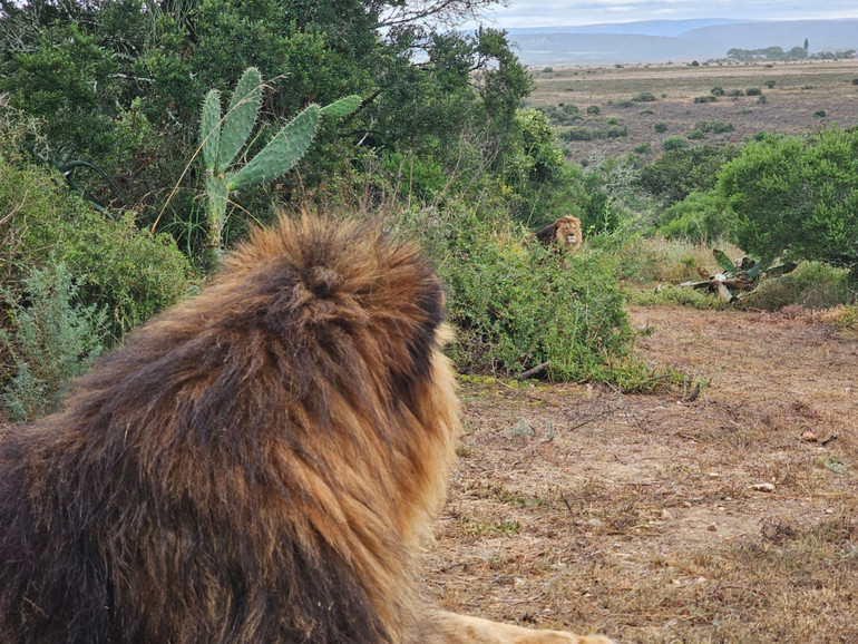 Врятовані леви у південноафриканському заповіднику