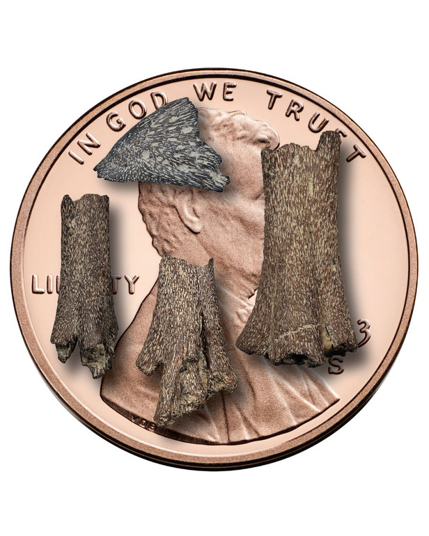 Birds' bones found