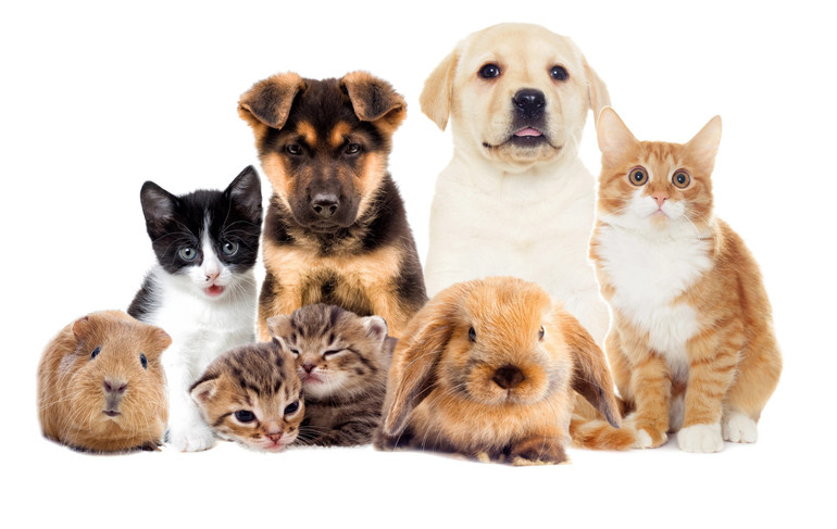 До вибору тварини треба підходити виважено