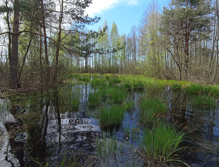 Болота Полісся