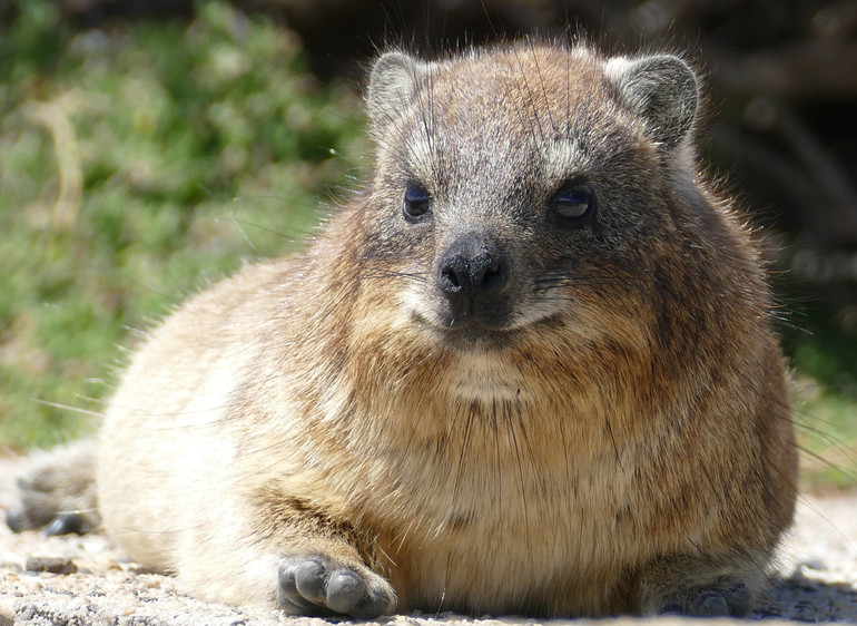 Rock hyrax elephant relative