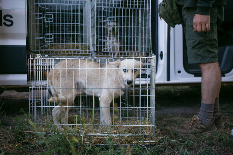 Вивезення тварин із прифронтових територій