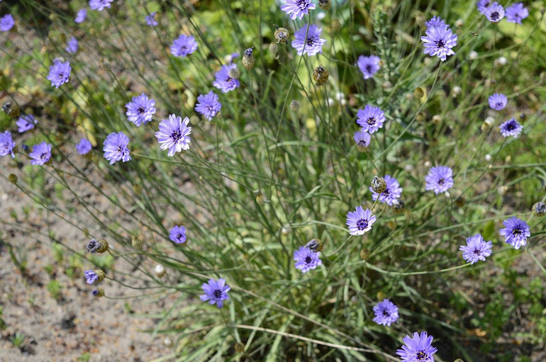 Catananhe flowers