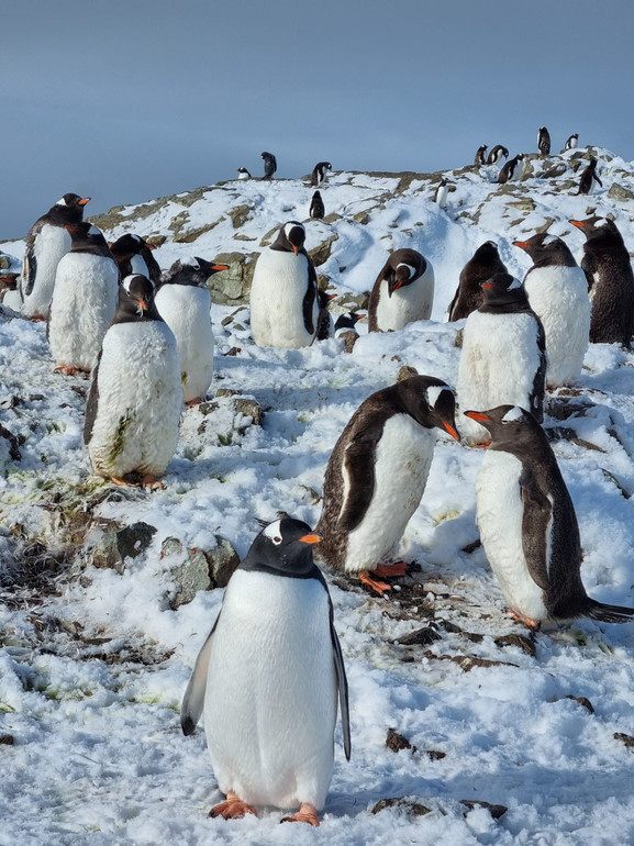 Penguins on the ice continent