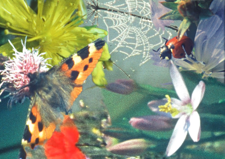 Колаж Марії Ніжегородцевої