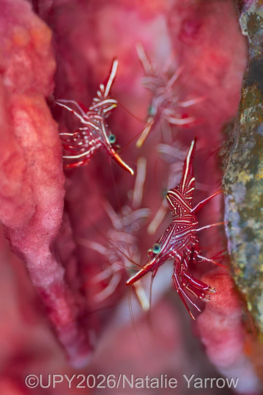 Креветки в коралі