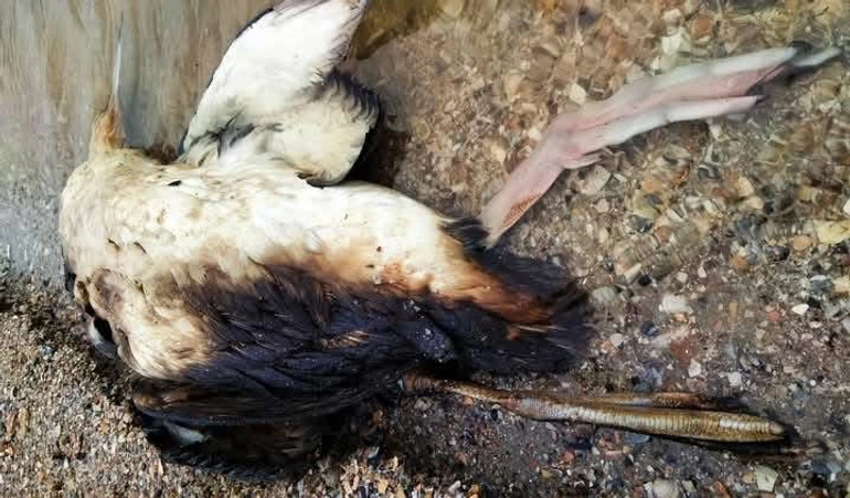 Червонокнижна гагара червоношия у мазуті після аварії танкерів РФ у Керченській протоці