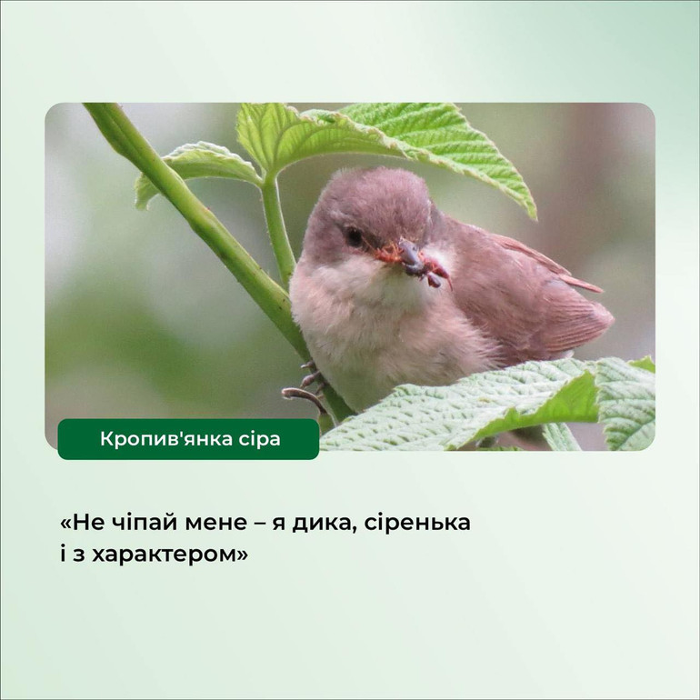 Кропив'янка сіра на рослині