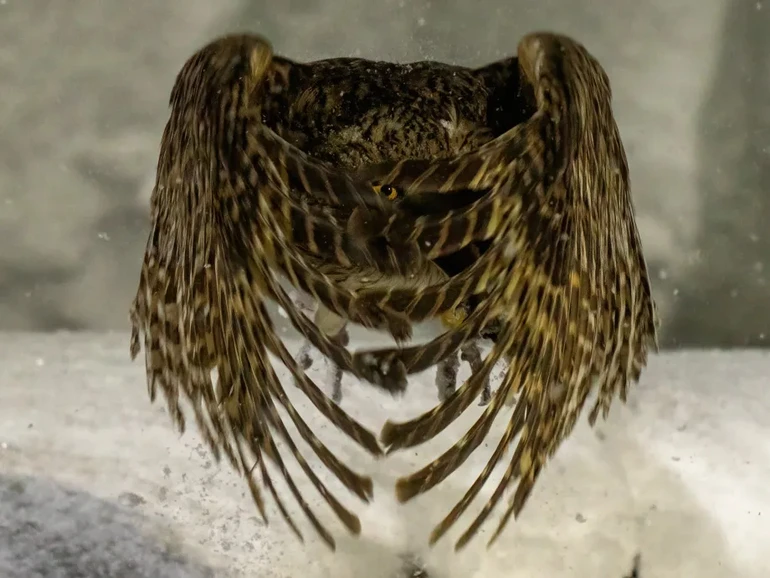 Крила пугача