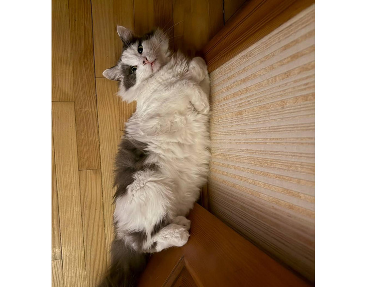 Врятований кіт Лео