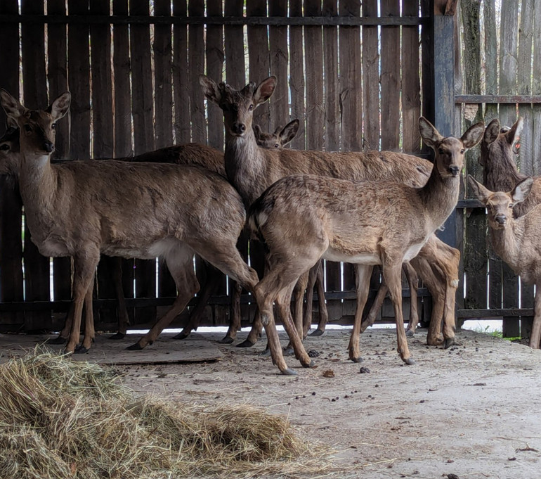 Spotted deer undergo rehabilitation and treatment