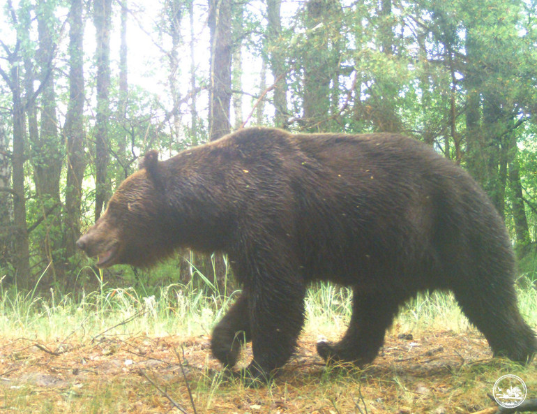 Бурий ведмідь у Чорнобильській зоні