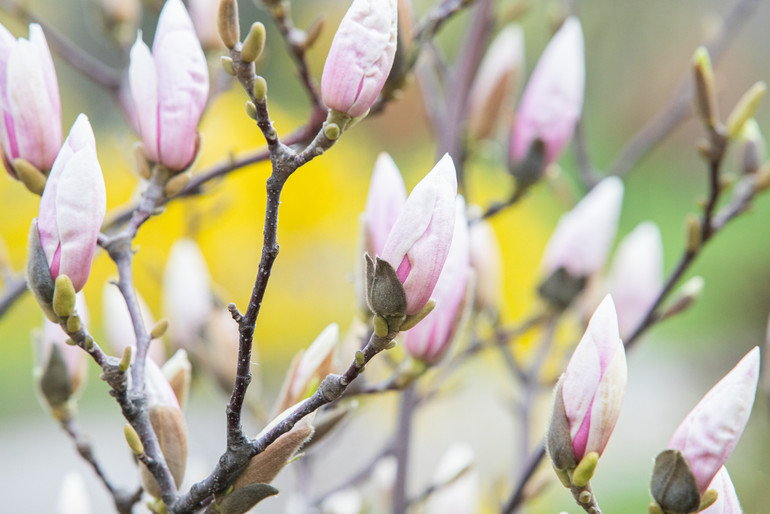 Blooming magnolia