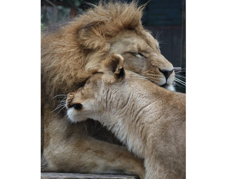 Леви Василина і Нікола