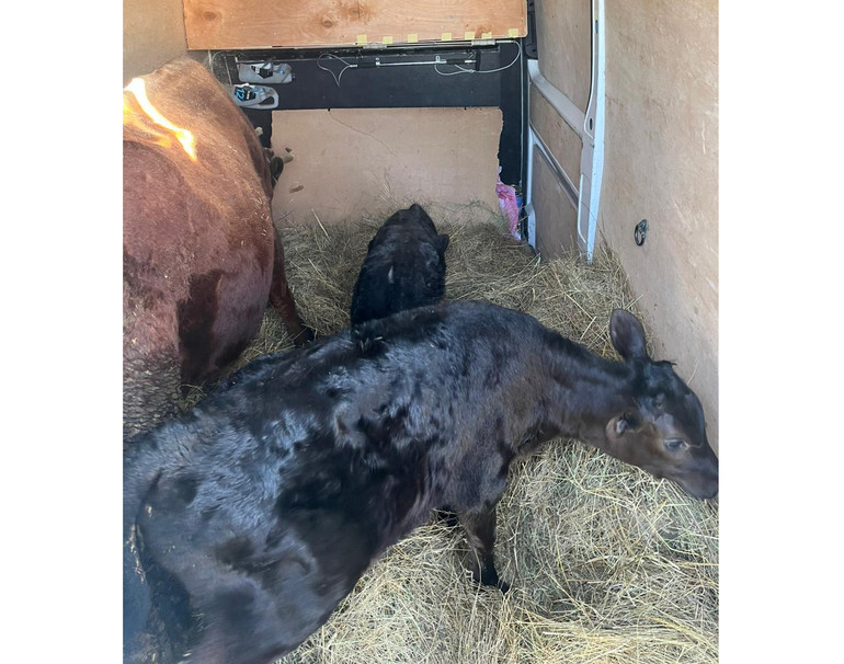 Евакуація свійських тварин