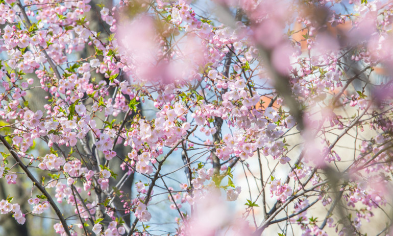 Because of the warm weather, cherry blossoms began to bloom faster