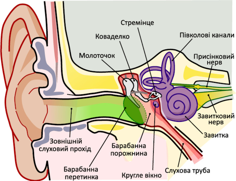 Схема загальної будови людського вуха