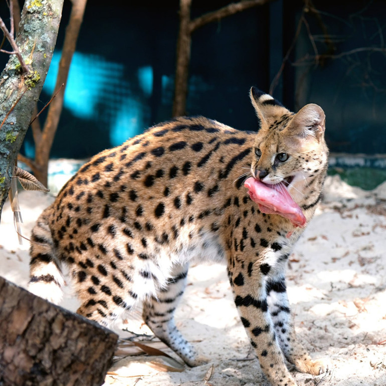 Чотирьох сервалів було передано до КиївЗоо у 2023 році після евакуації з прифронтового Курахове