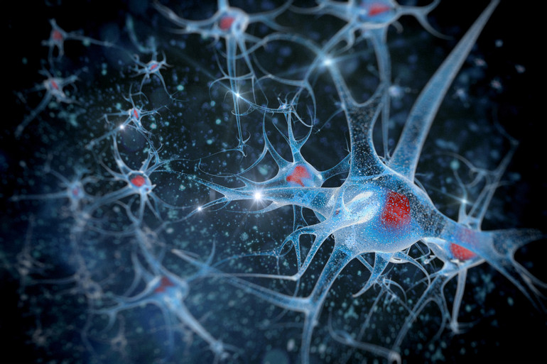 Чи можуть відновлюватися нервові клітини?