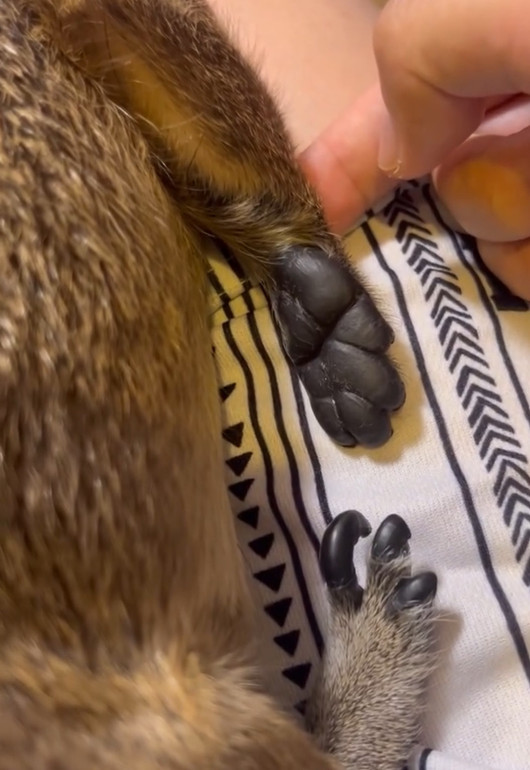 Ніготь дамана