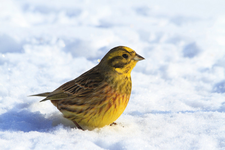 Щодо великих птахів, то їх потрібно треба великою шматою чи курткою, щоб зафіксувати, і вони не могли бити крилами