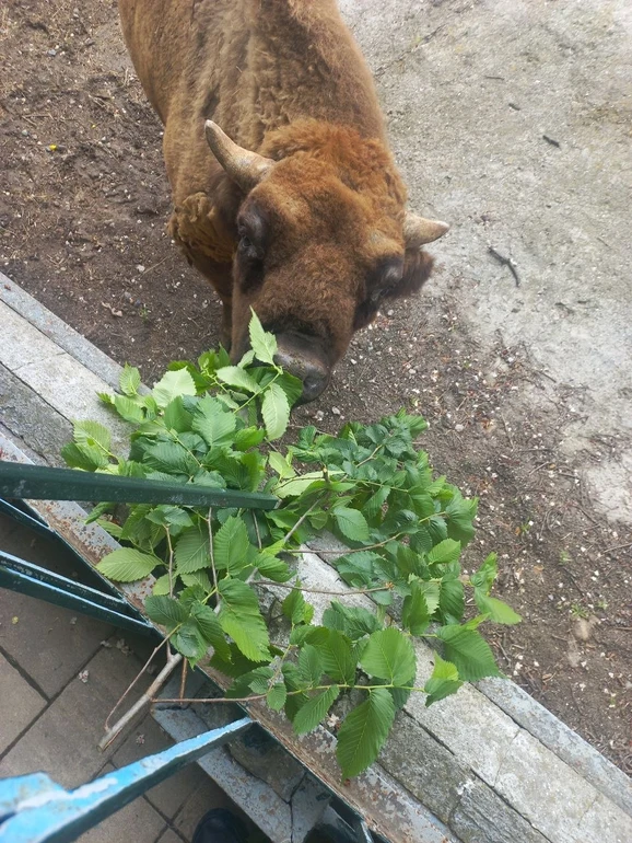 Зубр Султан