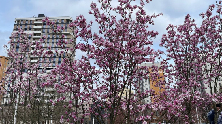 Flowers appeared on the trees in the Dnipro