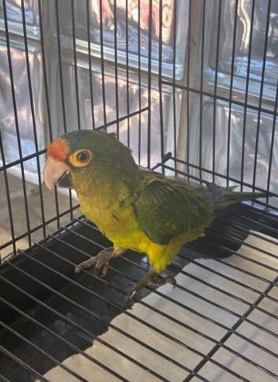 Контрабанда папуг quhiqkkiqdziqqehab