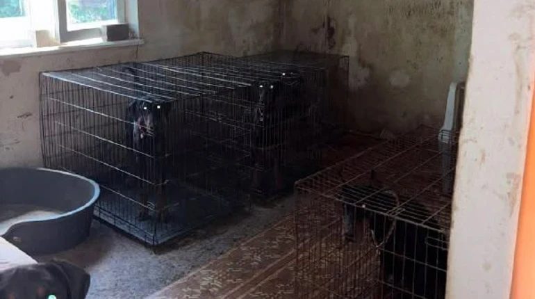 У Києві поліція відкрила справу через умови у розпліднику доберманів