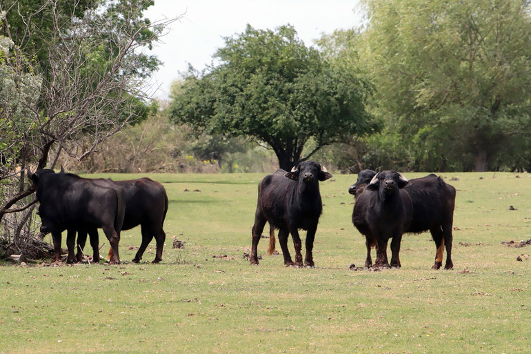 Водяні буйволи на Одещині