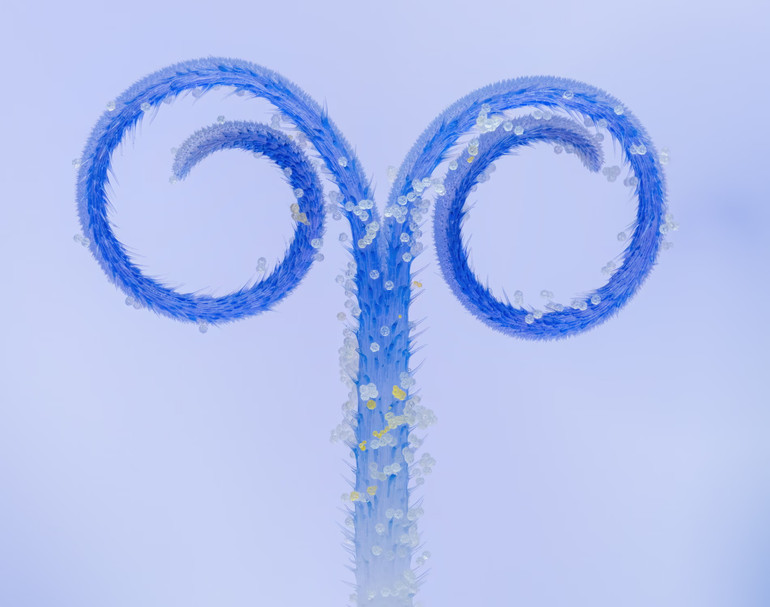 Тичинка квітки