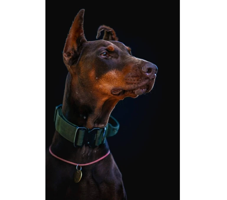 Доберманка Ханна