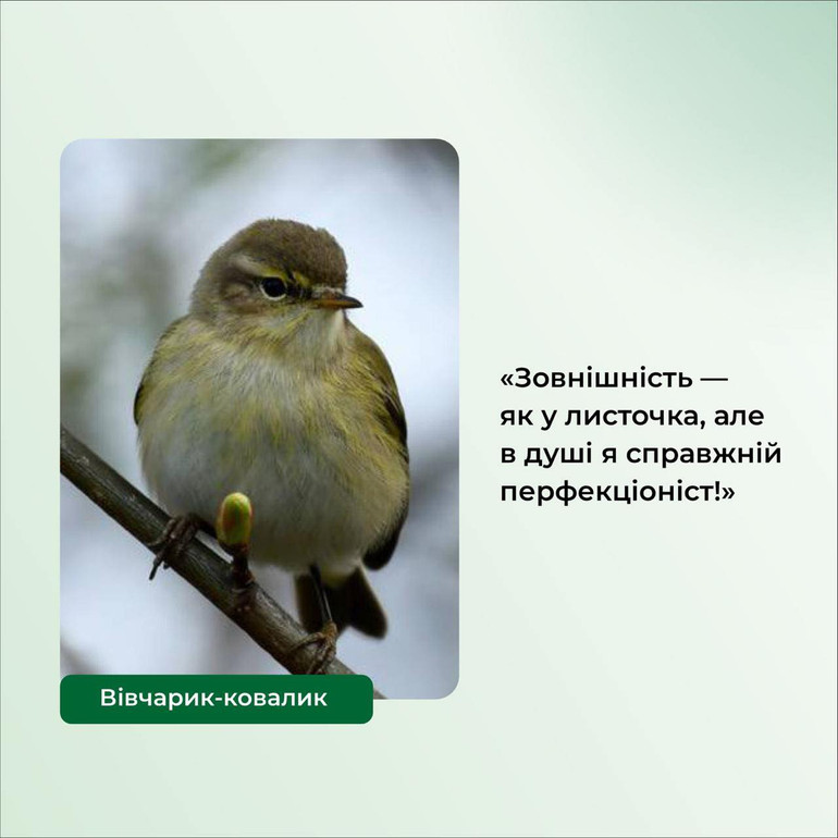 Вівчарик-ковалик