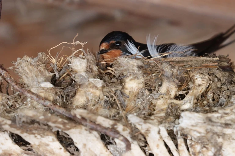 птахи і війна