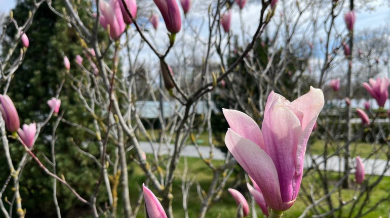 Pink magnolias bloomed in the Dnipro
