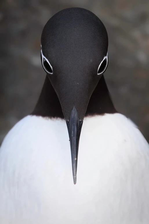 Морська пташка